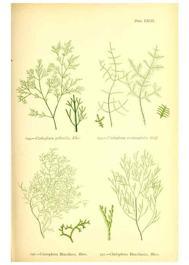 Reproducción/Reproduction 48346470897: British sea-weeds. London :Bell and Daldy,1872.. 