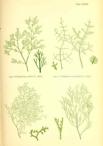 Reproducción/Reproduction 48346470897: British sea-weeds. London :Bell and Daldy,1872.. 