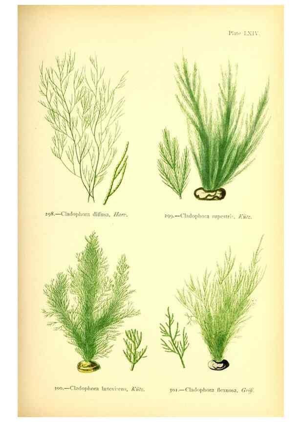 Reproducción/Reproduction 48346335891: British sea-weeds. London :Bell and Daldy,1872.. 