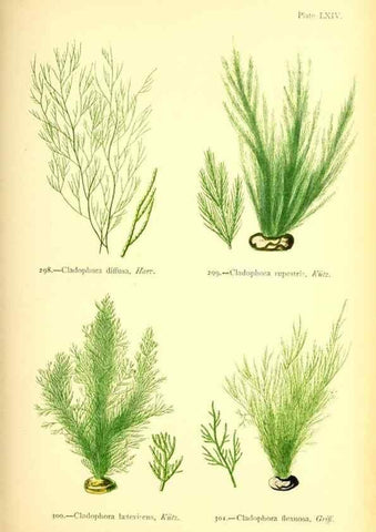 Reproducción/Reproduction 48346335891: British sea-weeds. London :Bell and Daldy,1872.. 