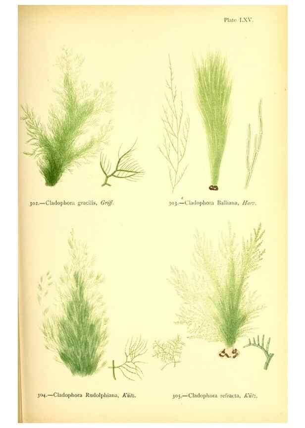 Reproducción/Reproduction 48346471942: British sea-weeds. London :Bell and Daldy,1872.. 