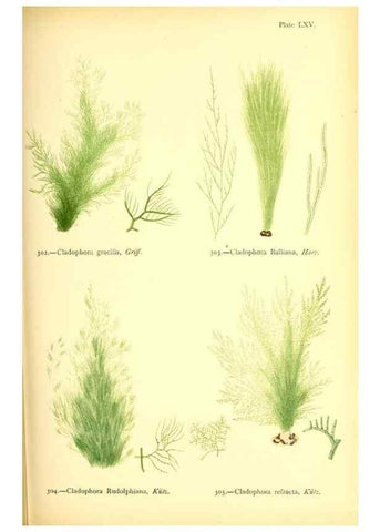 Reproducción/Reproduction 48346471942: British sea-weeds. London :Bell and Daldy,1872.. 
