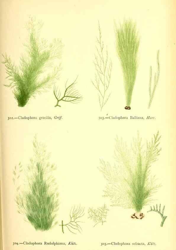 Reproducción/Reproduction 48346471942: British sea-weeds. London :Bell and Daldy,1872.. 