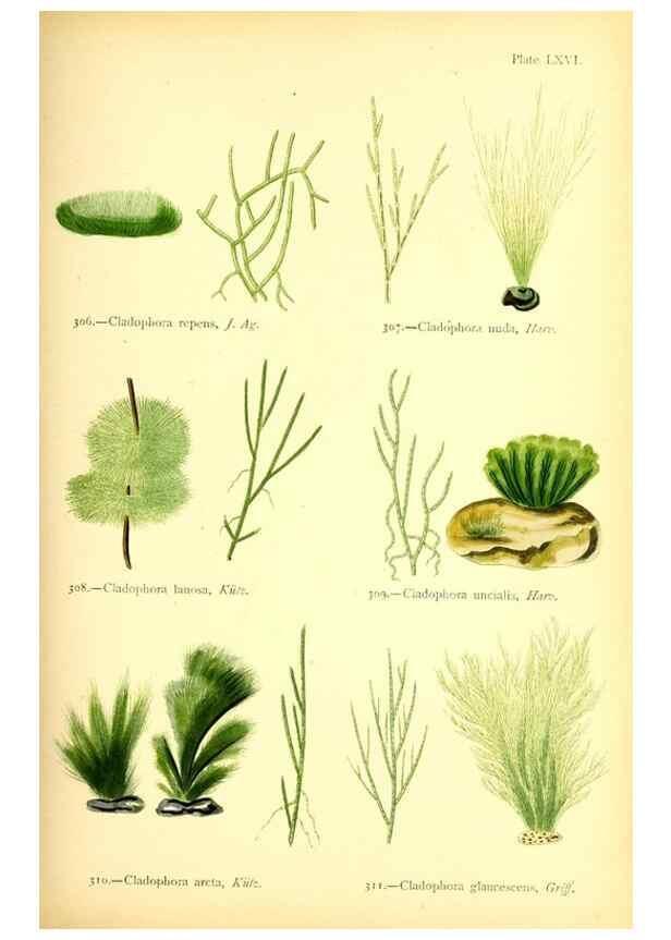 Reproducción/Reproduction 48346336816: British sea-weeds. London :Bell and Daldy,1872.. 