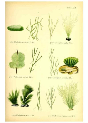 Reproducción/Reproduction 48346336816: British sea-weeds. London :Bell and Daldy,1872.. 