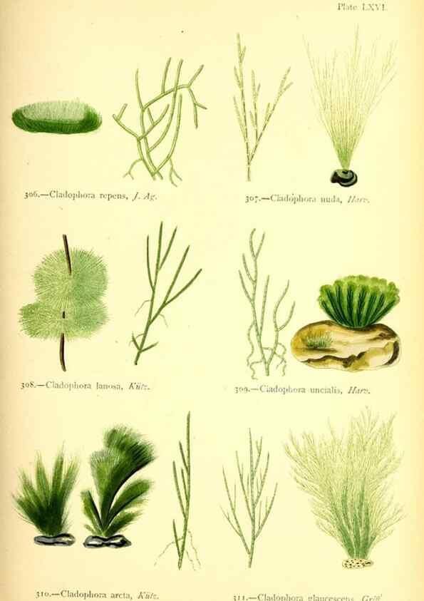 Reproducción/Reproduction 48346336816: British sea-weeds. London :Bell and Daldy,1872.. 