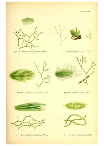 Reproducción/Reproduction 48346337396: British sea-weeds. London :Bell and Daldy,1872.. 