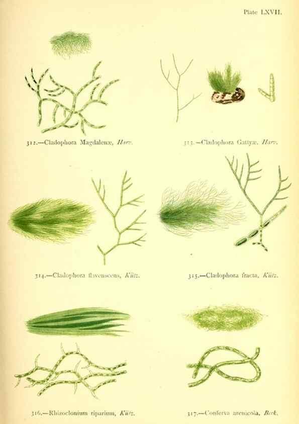 Reproducción/Reproduction 48346337396: British sea-weeds. London :Bell and Daldy,1872.. 