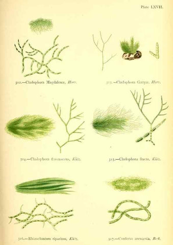 Reproducción/Reproduction 48346337396: British sea-weeds. London :Bell and Daldy,1872.. 