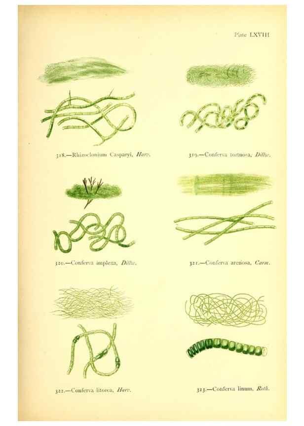 Reproducción/Reproduction 48346473177: British sea-weeds. London :Bell and Daldy,1872.. 