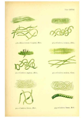 Reproducción/Reproduction 48346473177: British sea-weeds. London :Bell and Daldy,1872.. 