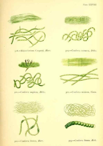 Reproducción/Reproduction 48346473177: British sea-weeds. London :Bell and Daldy,1872.. 