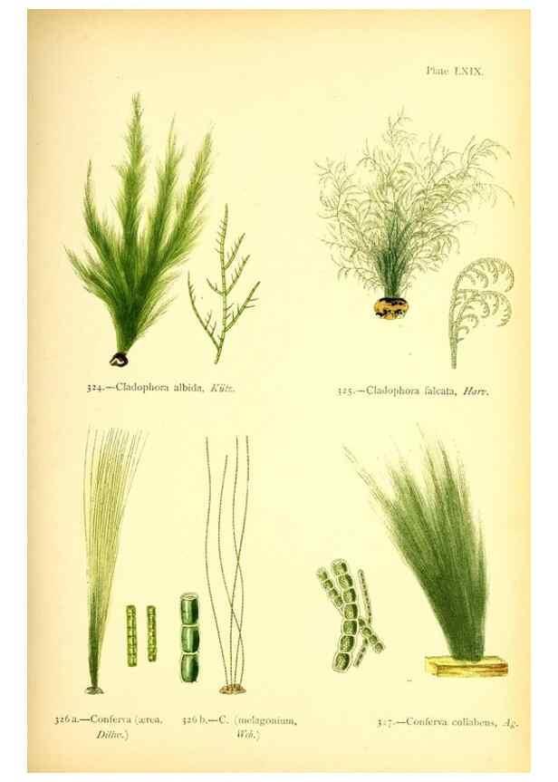 Reproducción/Reproduction 48346473612: British sea-weeds. London :Bell and Daldy,1872.. 