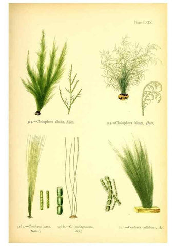 Reproducción/Reproduction 48346473612: British sea-weeds. London :Bell and Daldy,1872.. 
