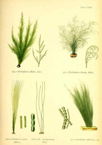 Reproducción/Reproduction 48346473612: British sea-weeds. London :Bell and Daldy,1872.. 