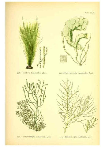 Reproducción/Reproduction 48346338741: British sea-weeds. London :Bell and Daldy,1872.. 