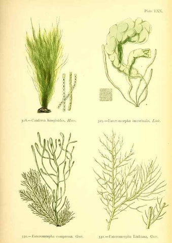 Reproducción/Reproduction 48346338741: British sea-weeds. London :Bell and Daldy,1872.. 