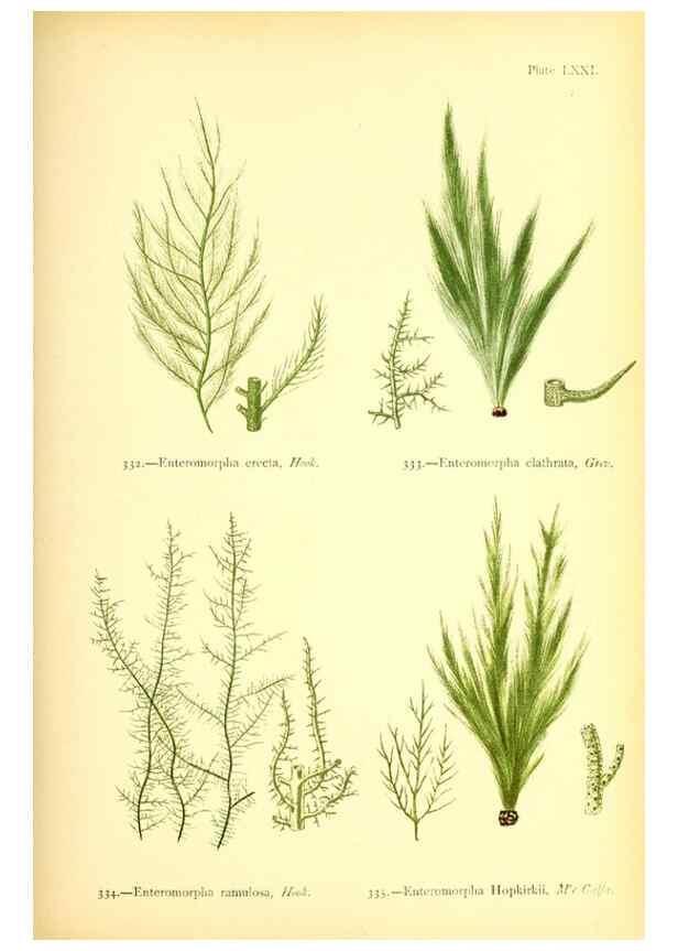 Reproducción/Reproduction 48346474477: British sea-weeds. London :Bell and Daldy,1872.. 