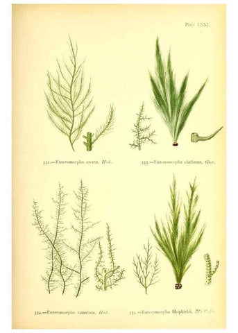 Reproducción/Reproduction 48346474477: British sea-weeds. London :Bell and Daldy,1872.. 