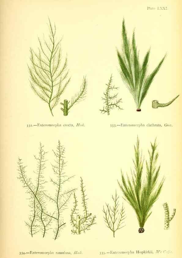 Reproducción/Reproduction 48346474477: British sea-weeds. London :Bell and Daldy,1872.. 