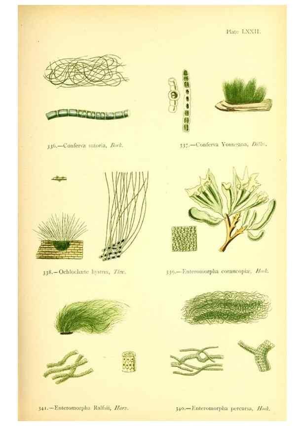 Reproducción/Reproduction 48346474927: British sea-weeds. London :Bell and Daldy,1872.. 