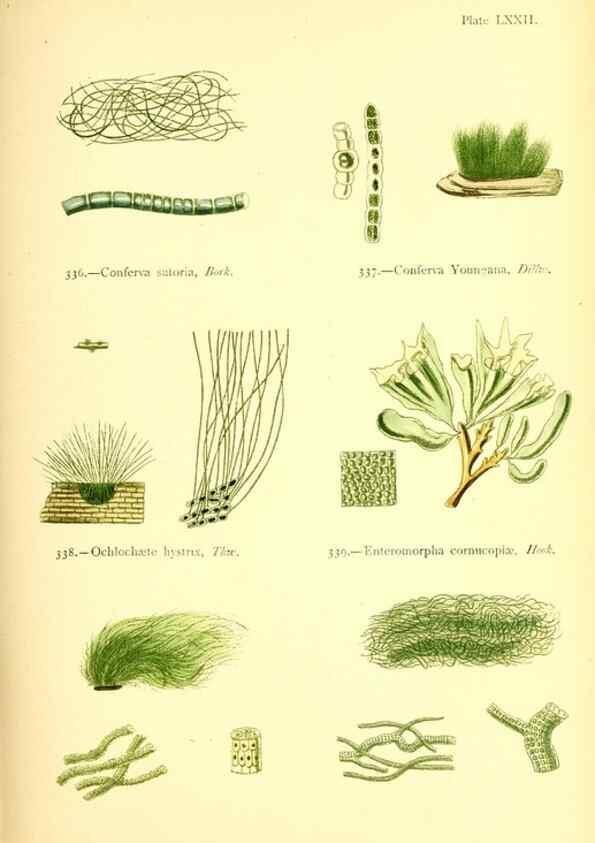 Reproducción/Reproduction 48346474927: British sea-weeds. London :Bell and Daldy,1872.. 
