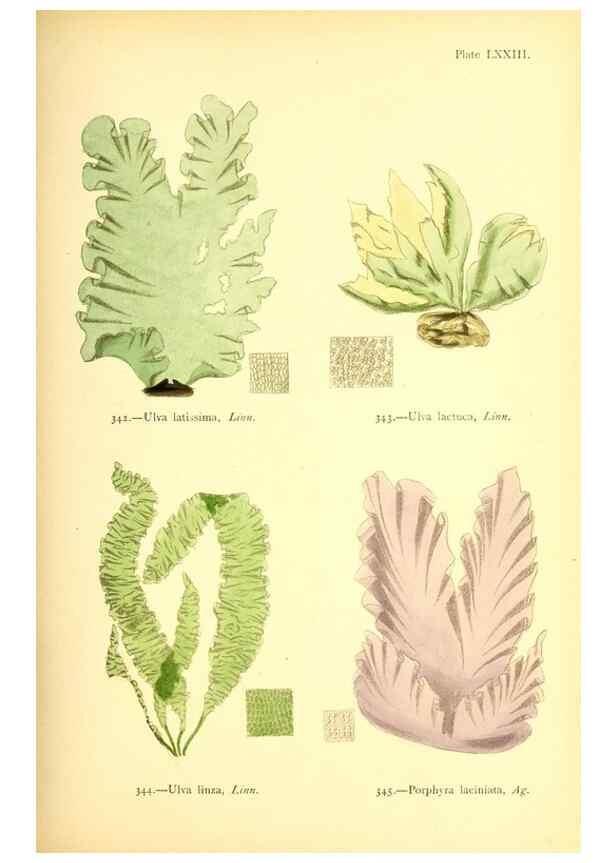 Reproducción/Reproduction 48346339986: British sea-weeds. London :Bell and Daldy,1872.. 