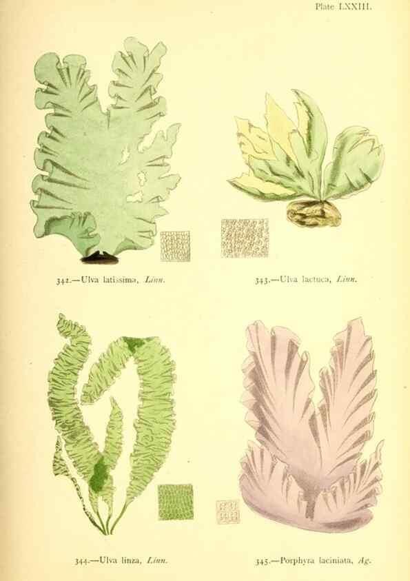 Reproducción/Reproduction 48346339986: British sea-weeds. London :Bell and Daldy,1872.. 