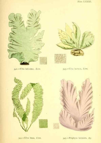 Reproducción/Reproduction 48346339986: British sea-weeds. London :Bell and Daldy,1872.. 