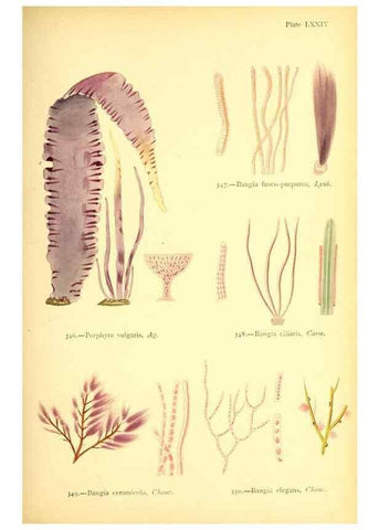 Reproducción/Reproduction 48346340436: British sea-weeds. London :Bell and Daldy,1872.. 