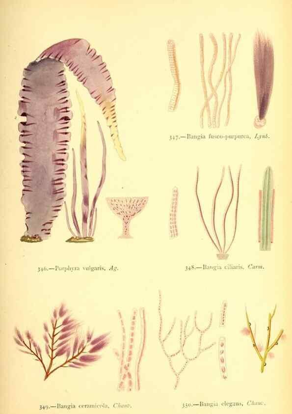 Reproducción/Reproduction 48346340436: British sea-weeds. London :Bell and Daldy,1872.. 