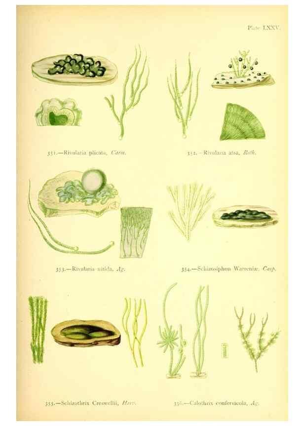 Reproducción/Reproduction 48346341071: British sea-weeds. London :Bell and Daldy,1872.. 
