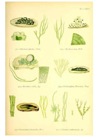 Reproducción/Reproduction 48346341071: British sea-weeds. London :Bell and Daldy,1872.. 