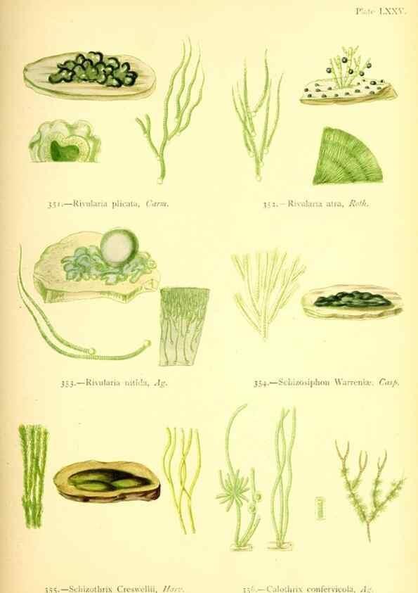 Reproducción/Reproduction 48346341071: British sea-weeds. London :Bell and Daldy,1872.. 