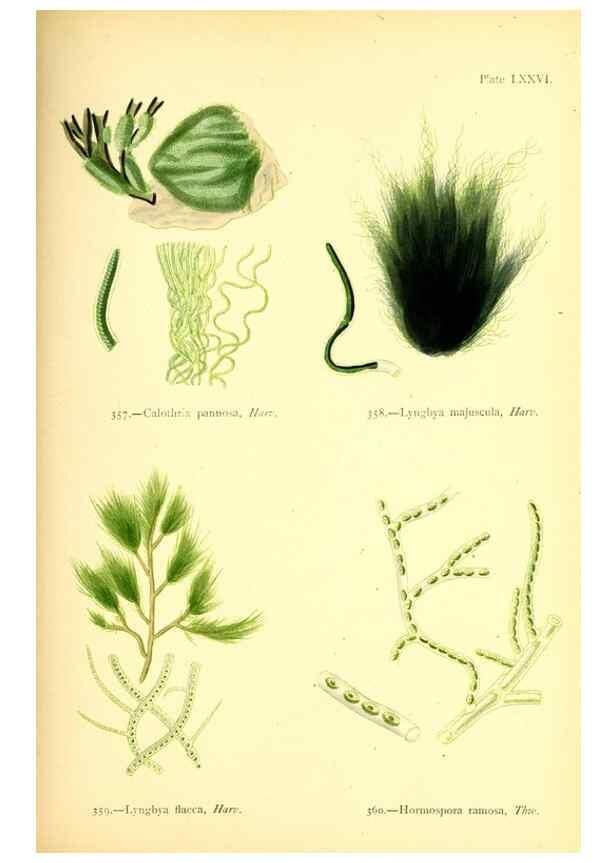 Reproducción/Reproduction 48346476787: British sea-weeds. London :Bell and Daldy,1872.. 