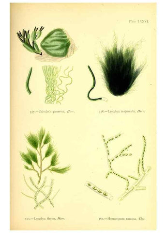 Reproducción/Reproduction 48346476787: British sea-weeds. London :Bell and Daldy,1872.. 