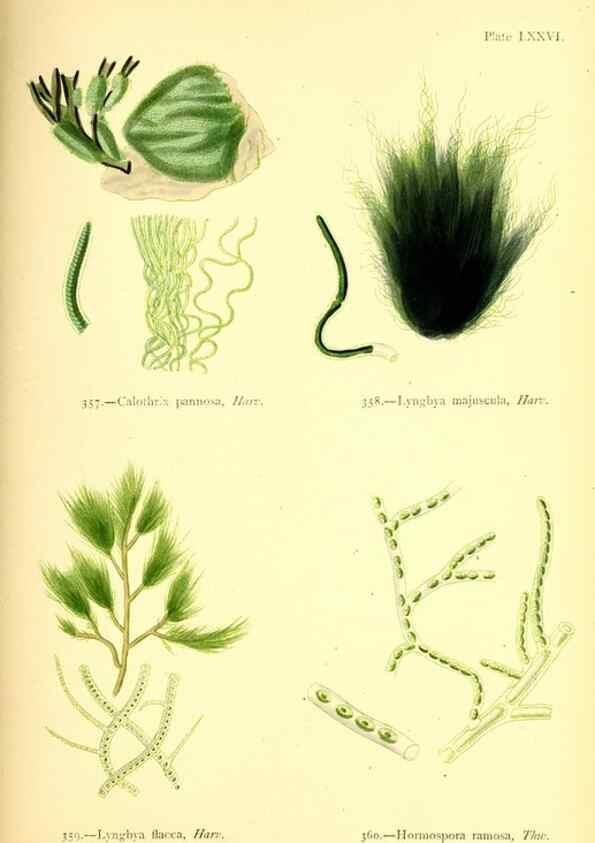 Reproducción/Reproduction 48346476787: British sea-weeds. London :Bell and Daldy,1872.. 