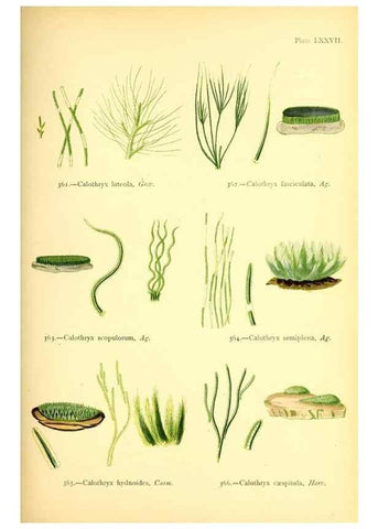 Reproducción/Reproduction 48346342011: British sea-weeds. London :Bell and Daldy,1872.. 