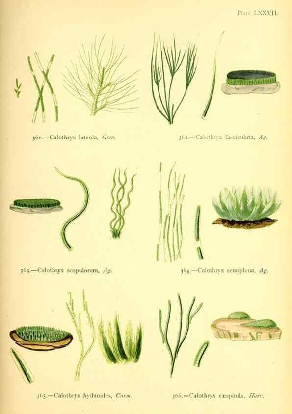 Reproducción/Reproduction 48346342011: British sea-weeds. London :Bell and Daldy,1872.. 