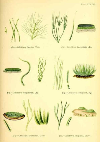 Reproducción/Reproduction 48346342011: British sea-weeds. London :Bell and Daldy,1872.. 