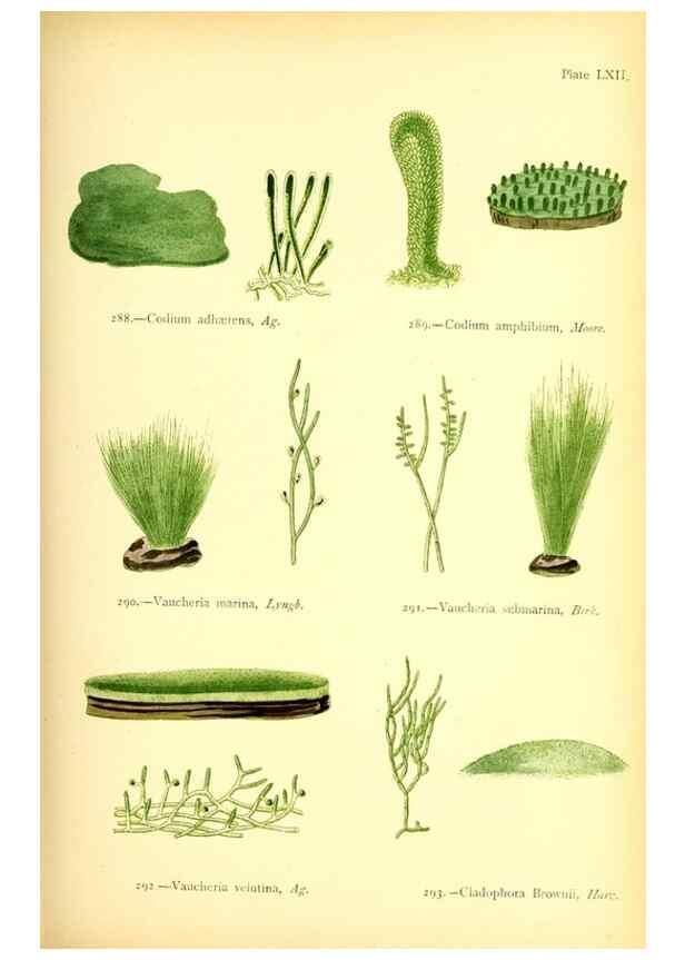 Reproducción/Reproduction 48346335036: British sea-weeds. London :Bell and Daldy,1872.. 