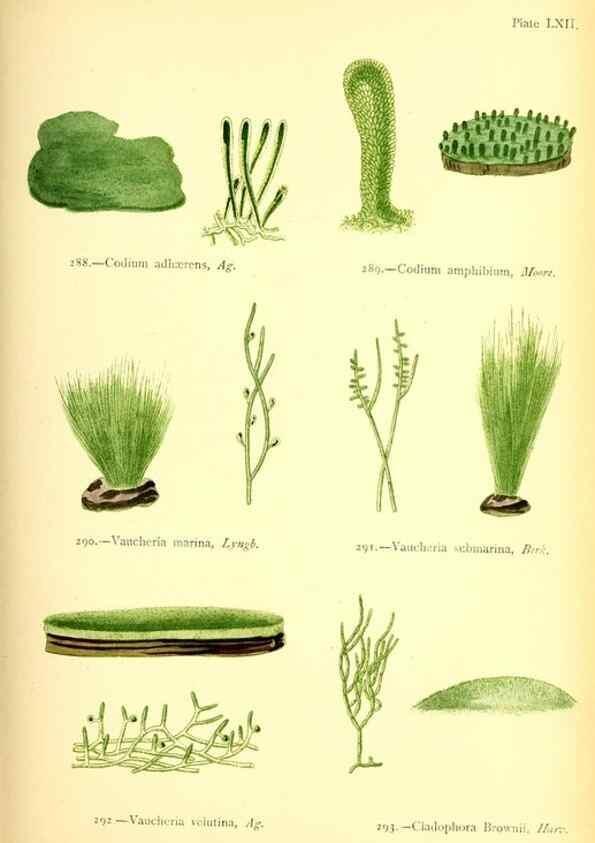 Reproducción/Reproduction 48346335036: British sea-weeds. London :Bell and Daldy,1872.. 