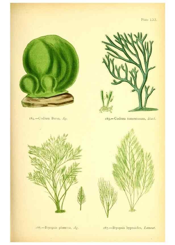 Reproducción/Reproduction 48346334661: British sea-weeds. London :Bell and Daldy,1872.. 