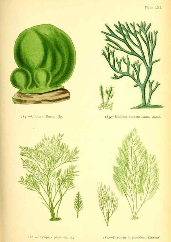 Reproducción/Reproduction 48346334661: British sea-weeds. London :Bell and Daldy,1872.. 