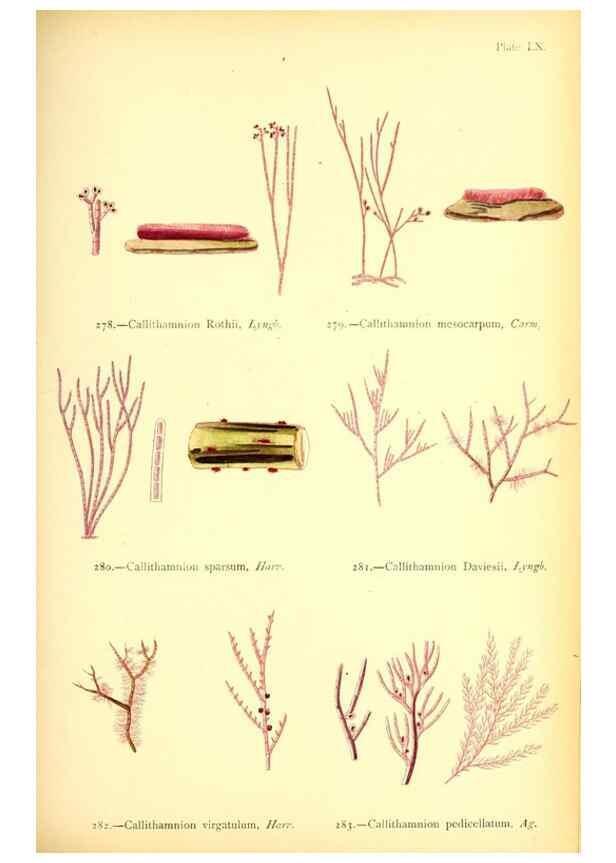 Reproducción/Reproduction 48346469572: British sea-weeds. London :Bell and Daldy,1872.. 