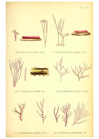 Reproducción/Reproduction 48346469572: British sea-weeds. London :Bell and Daldy,1872.. 