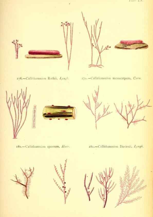 Reproducción/Reproduction 48346469572: British sea-weeds. London :Bell and Daldy,1872.. 