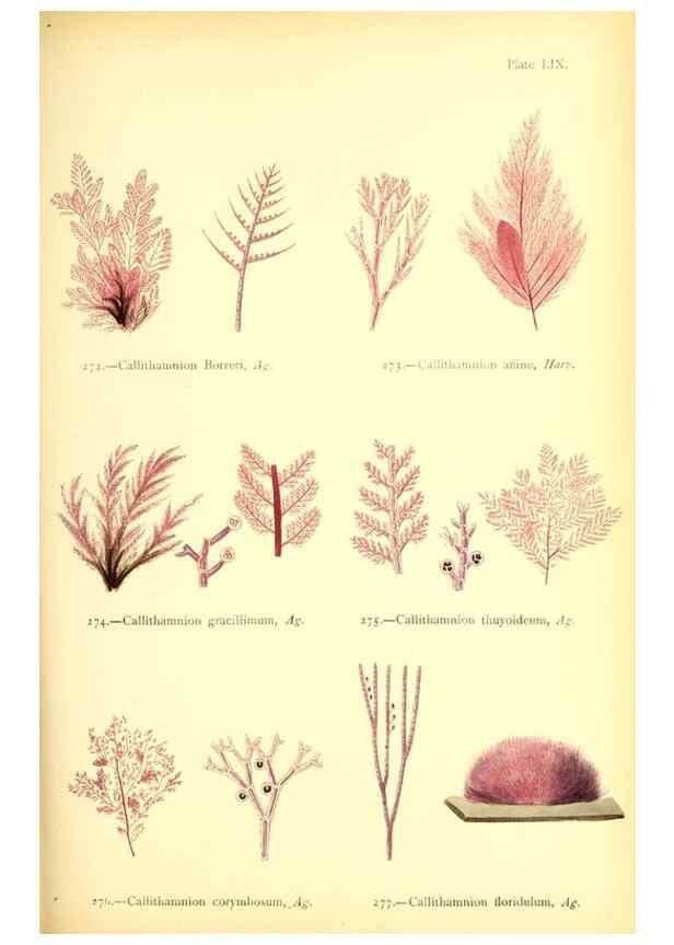 Reproducción/Reproduction 48346469202: British sea-weeds. London :Bell and Daldy,1872.. 