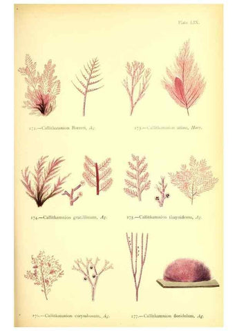 Reproducción/Reproduction 48346469202: British sea-weeds. London :Bell and Daldy,1872.. 