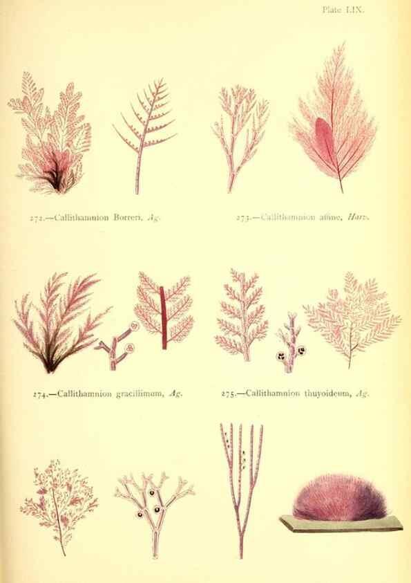 Reproducción/Reproduction 48346469202: British sea-weeds. London :Bell and Daldy,1872.. 